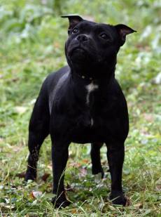 стаффордширский бультерьер